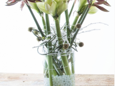 Amaryllis on the flower agenda 2016